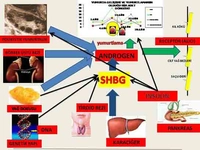 İnsülin Direnci Sendromu Belirtileri ve Tedavisi İnsülin Direnci Sendromu Belirtileri ve Tedavisi